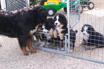 Naissance Et Vie Des Chiots Bouviers Bernois